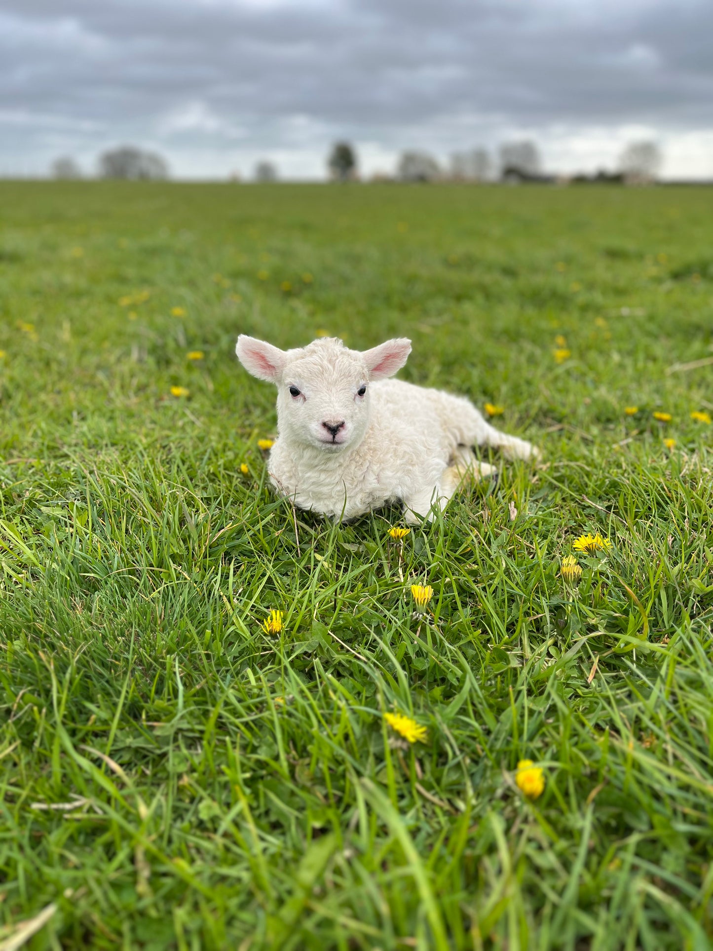 Whole Lamb