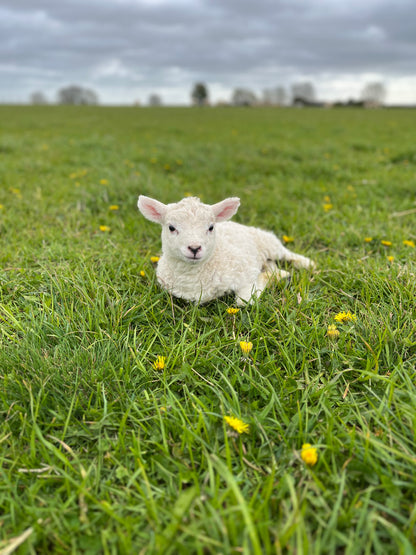Whole Lamb